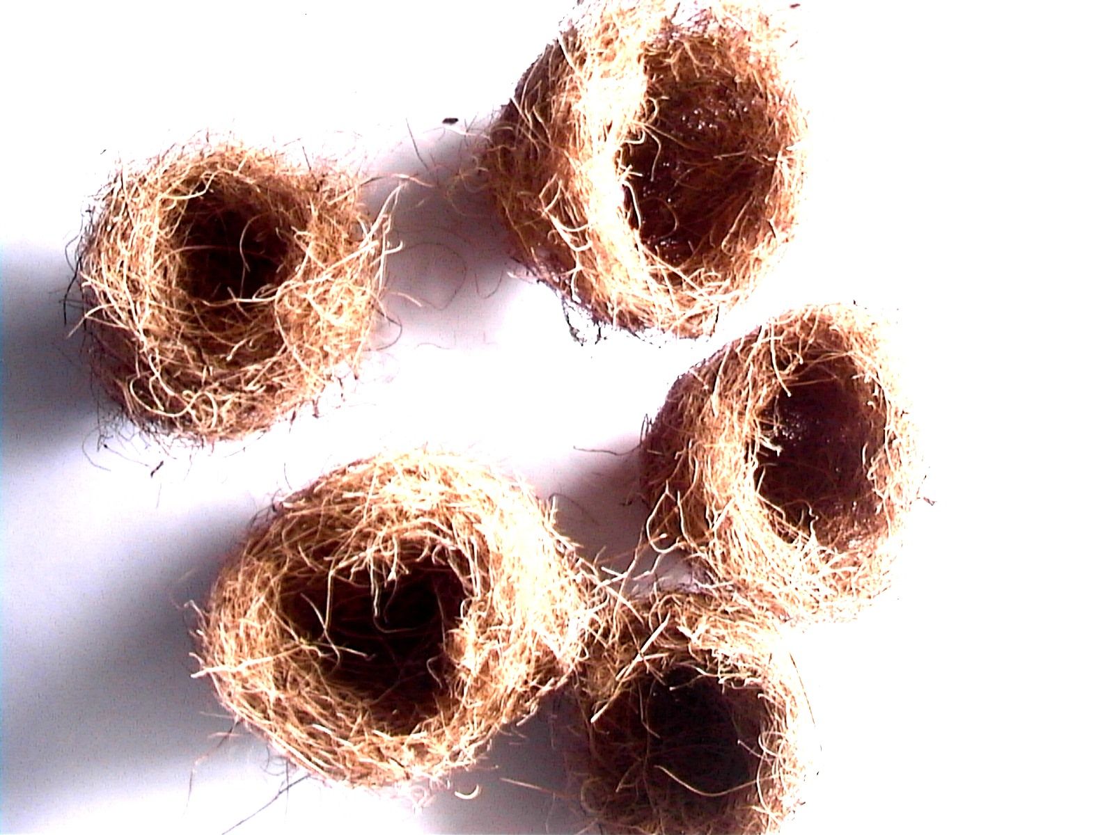 Make a Bird's Nest & Eggs (Slideshow) Instructables