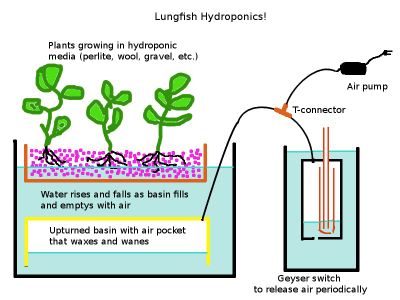 Modular "Lungfish" Ebb and Flow Hydroponics or Aquaponics Systems.  Easier?