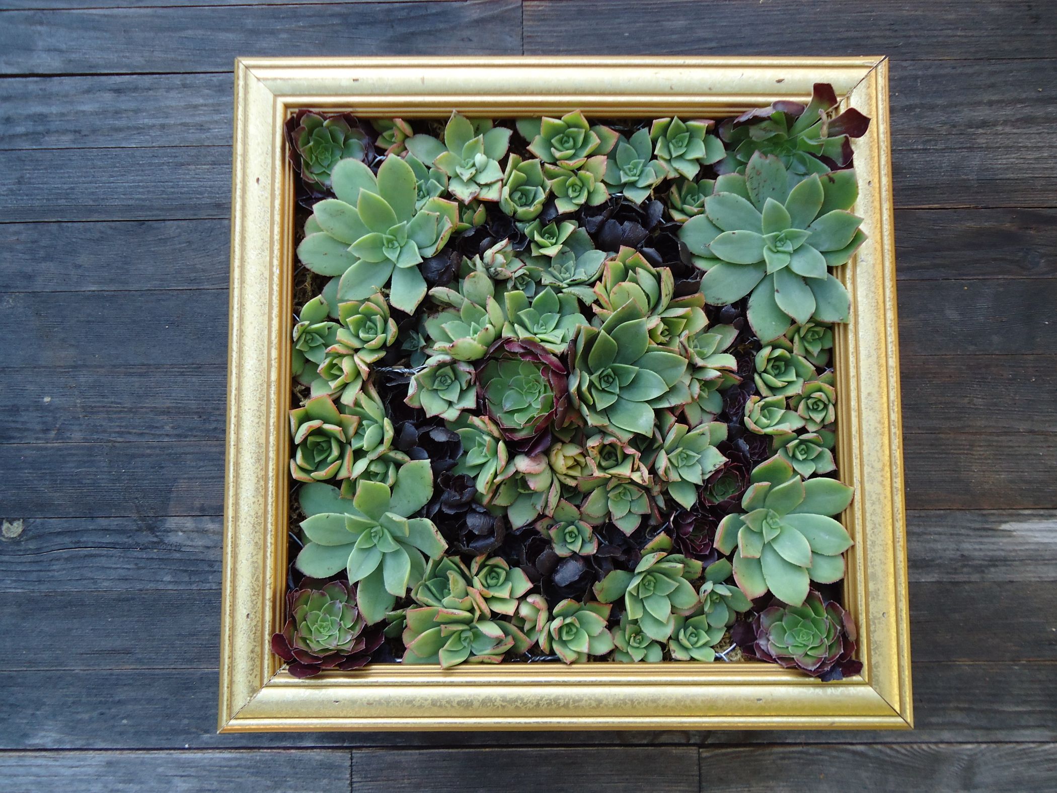 Succulent Wall Art : 9 Steps (with Pictures) - Instructables
