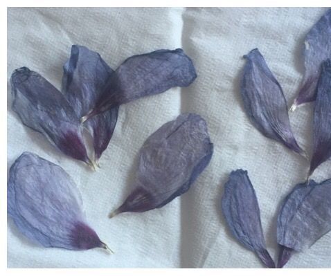 Pressed Flowers in the Microwave