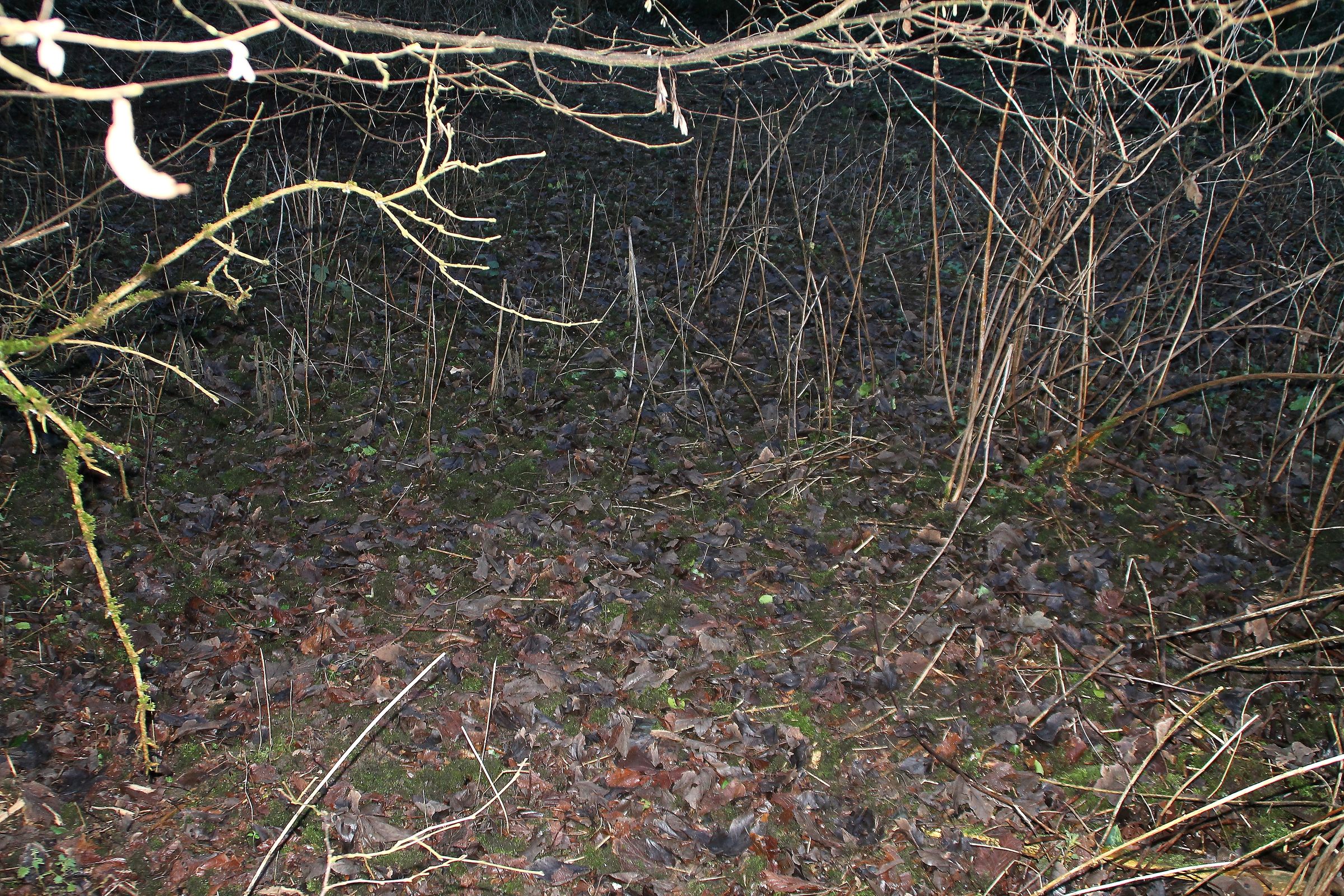 Haggis hunting
