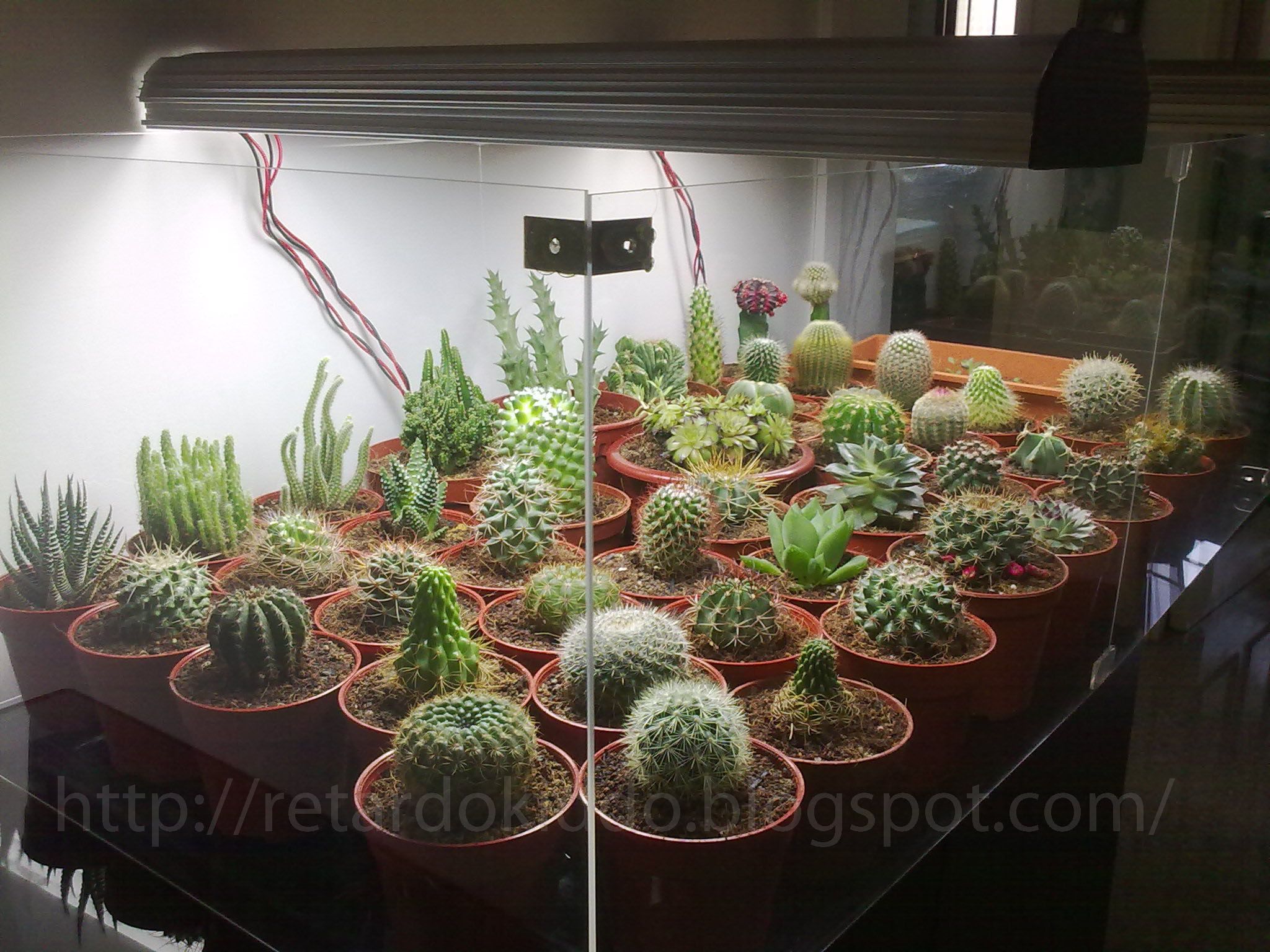 DIY Cactus Display Tank!