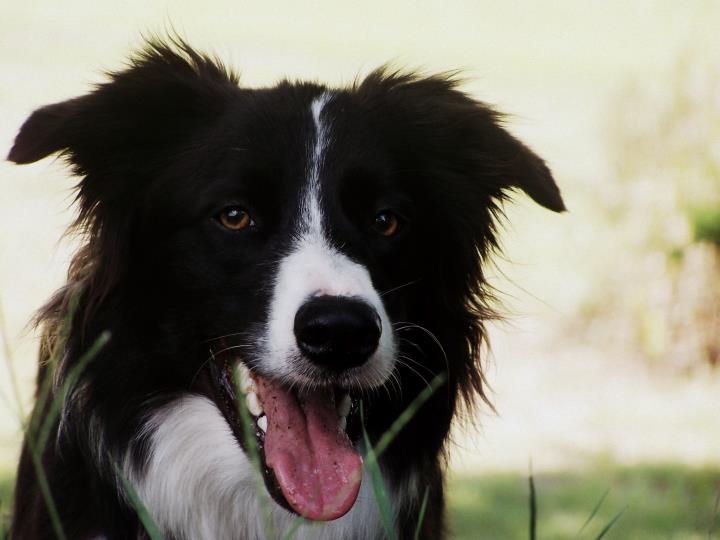 How to Read your Dog