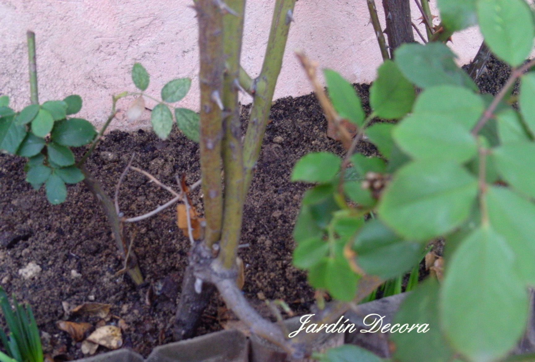 Tips to Properly Prune a Rose Bush 5 Steps Instructables