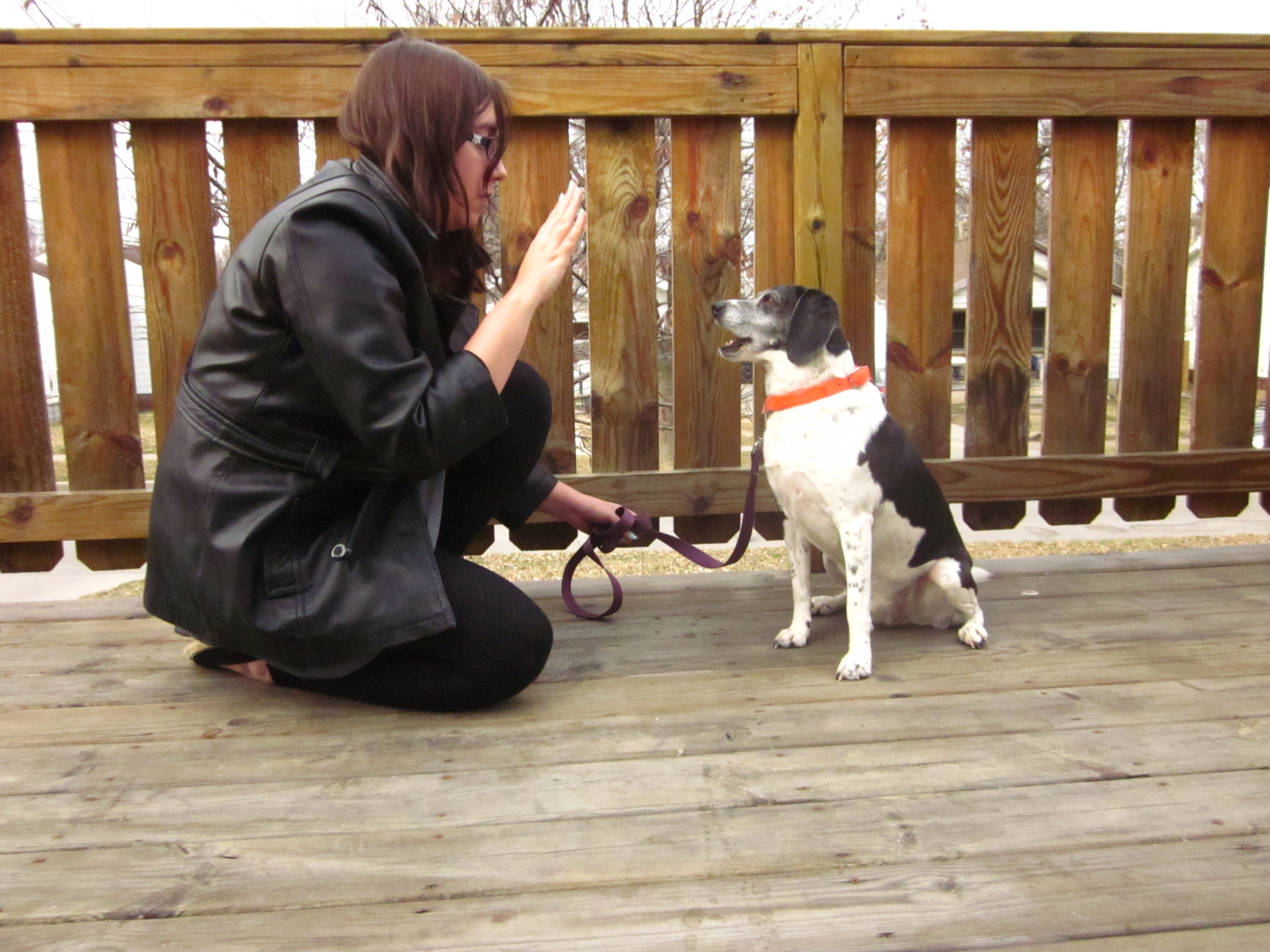 What is the correct way to obedience train a dog? Essential Tips