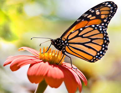 Saving the Monarch Butterfly