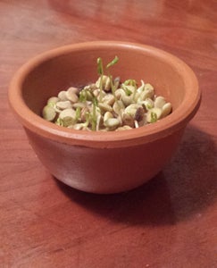 Lentil and Chickpea Nativity Plants
