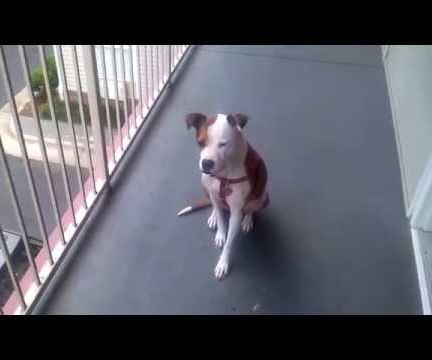 Never Say "No" to Your Dog Anymore