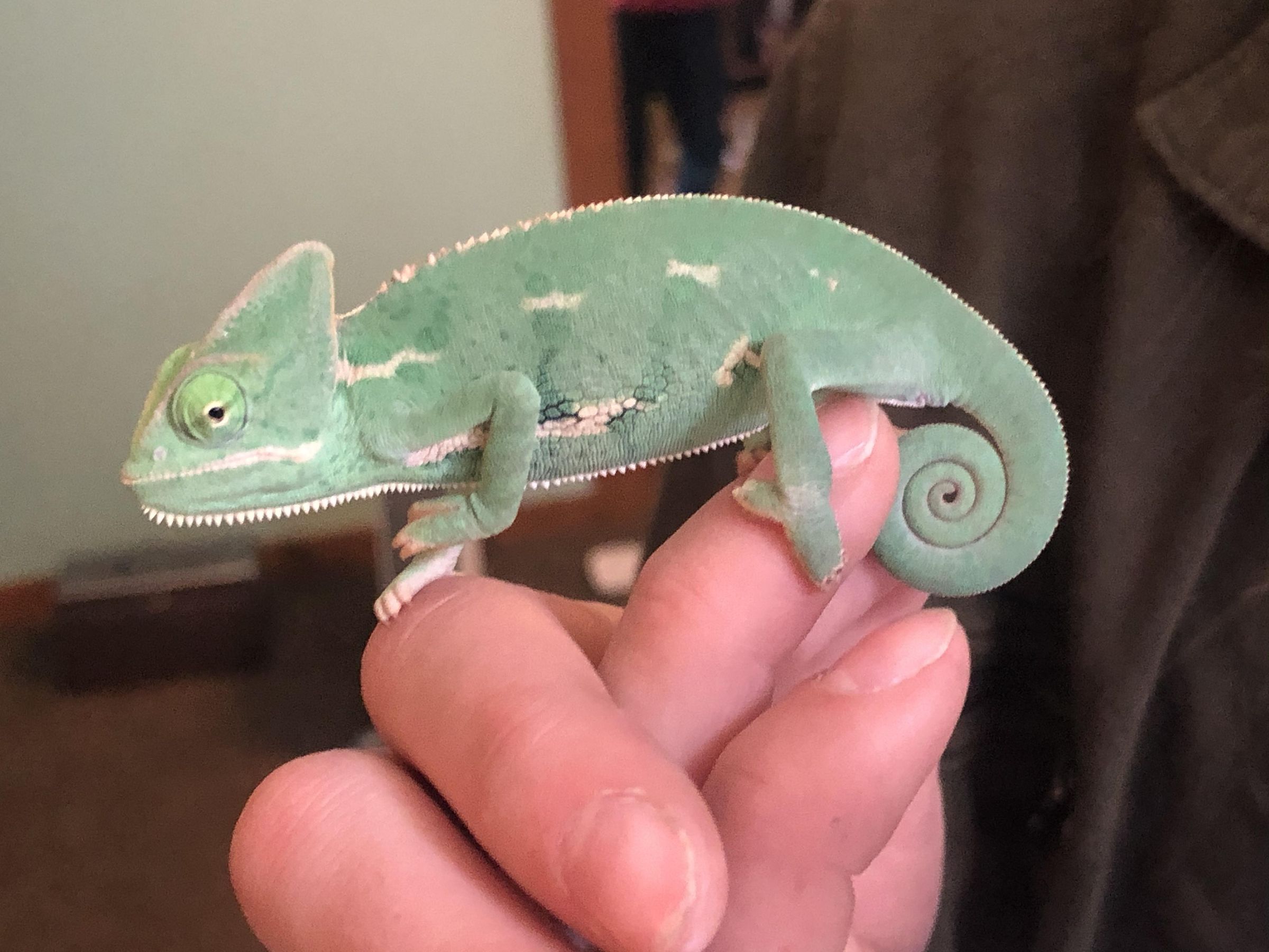 How to Catch for Pet Food. a Trap (with