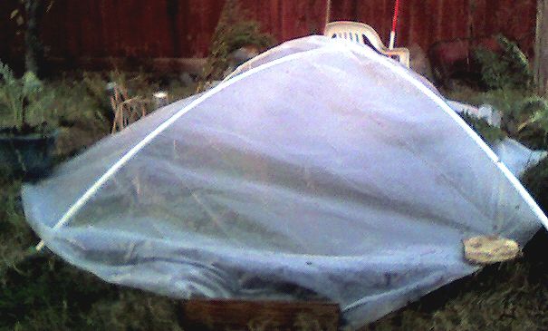 Build a Simple Greenhouse