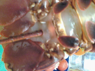 Rock Lobster Pondo-Style