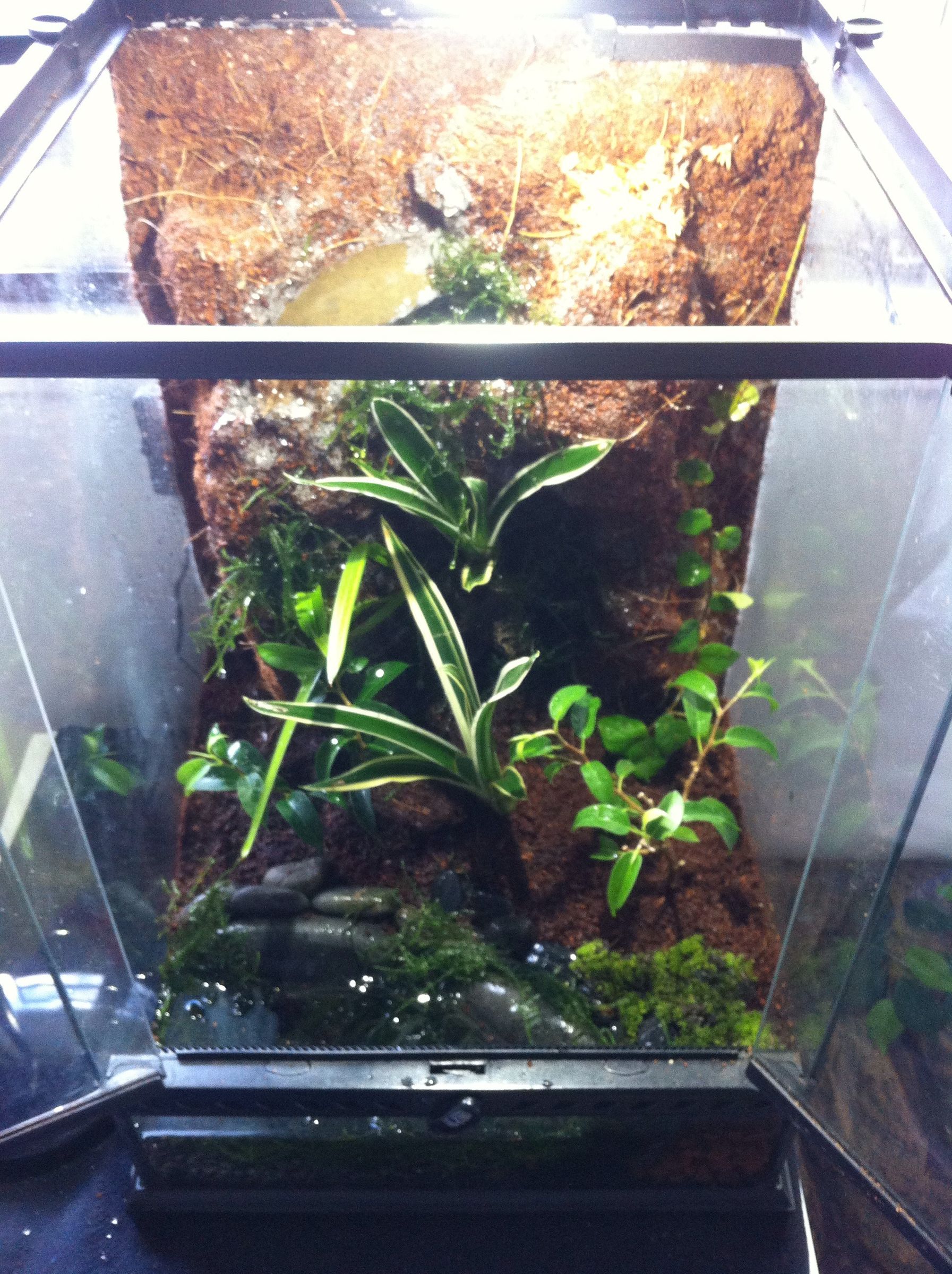 Terrarium/Vivarium Setup