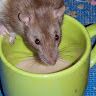 Instructables profile picture for @nutmeg