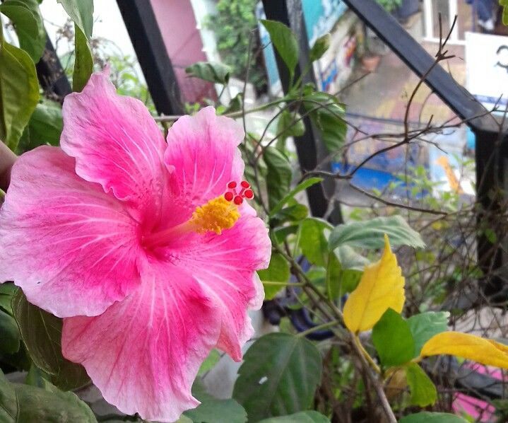 Beautiful Garden 