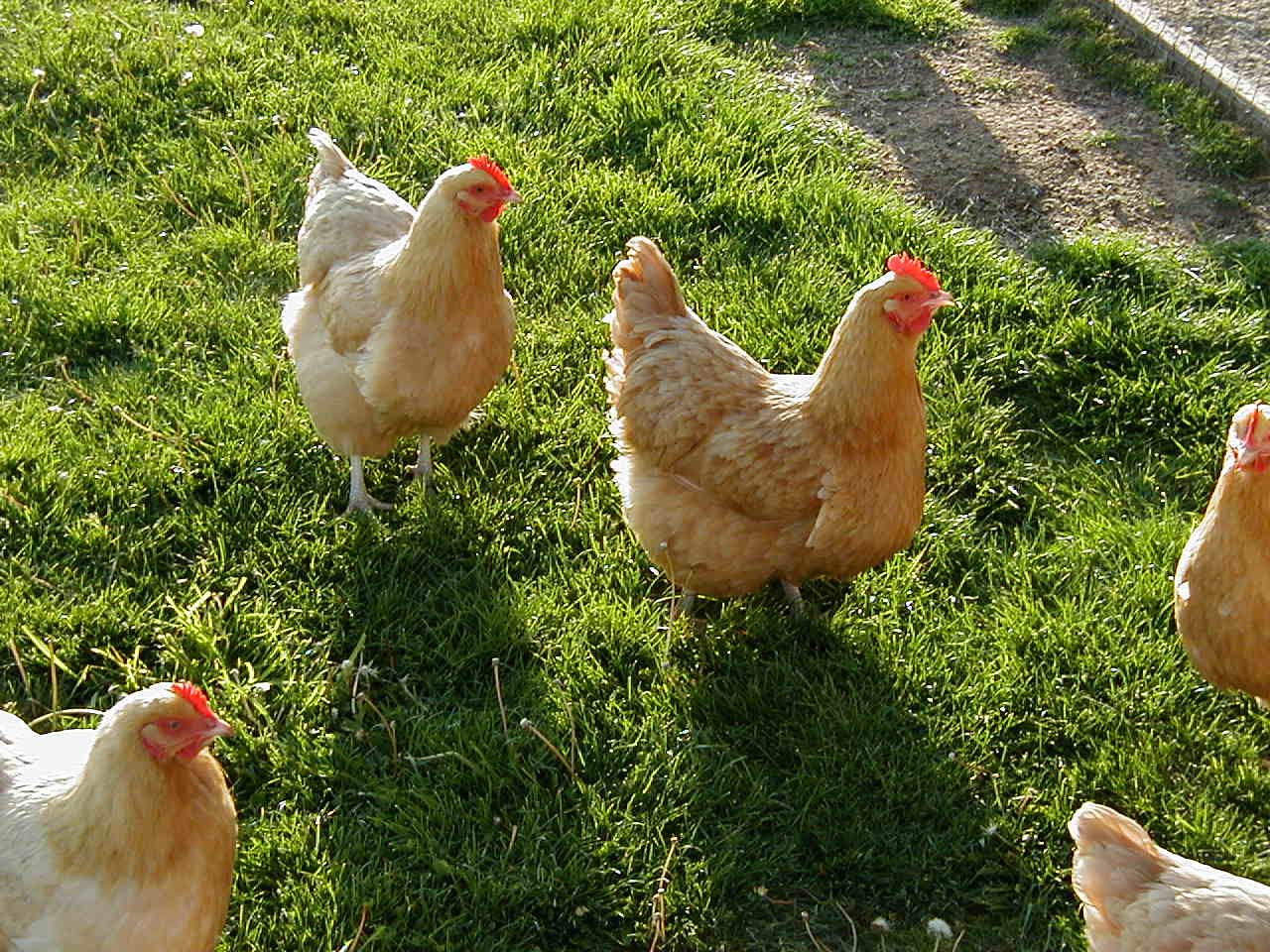 Build a Heated Chicken Watering System