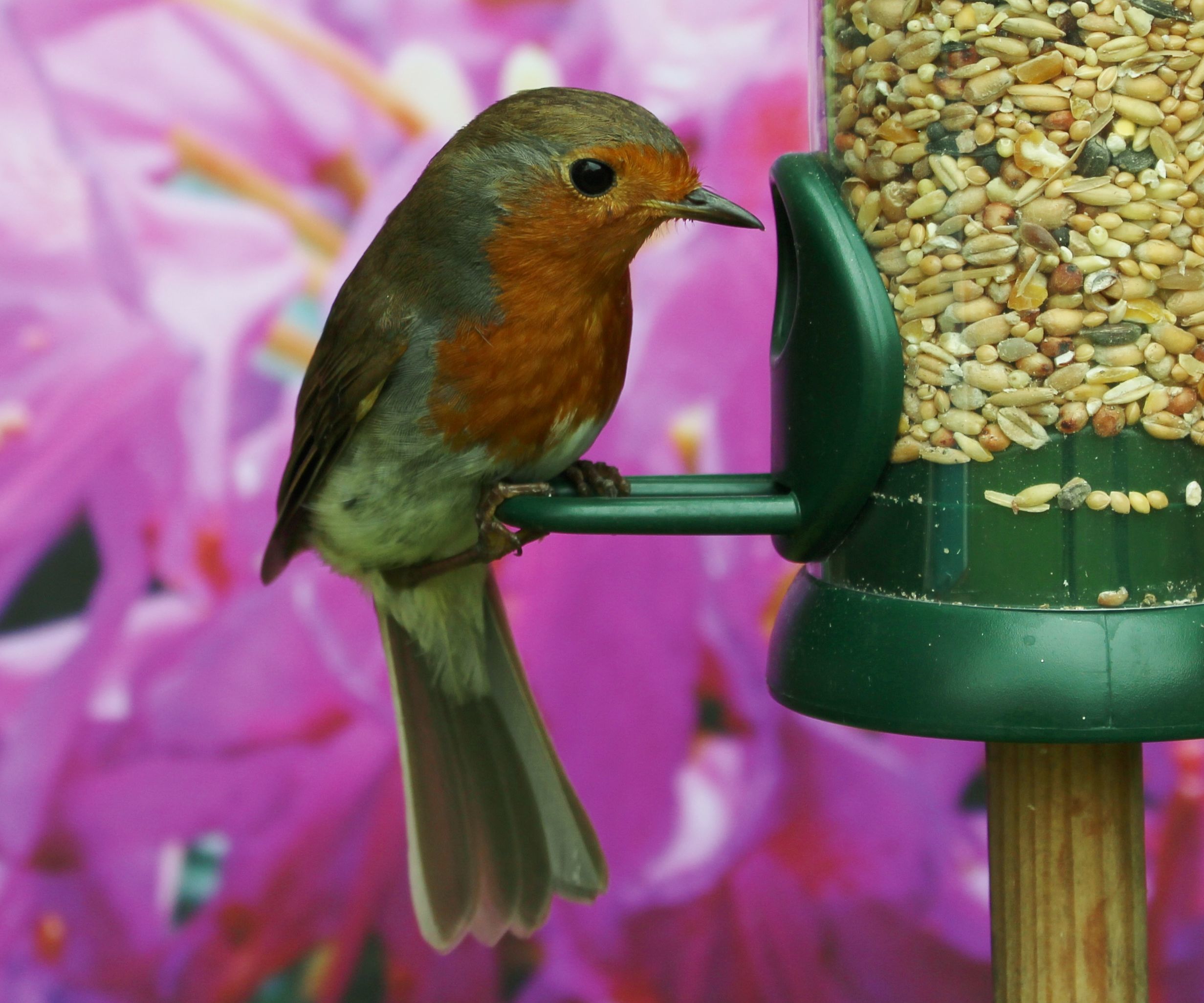 Passive IR to IR Canon Trigger