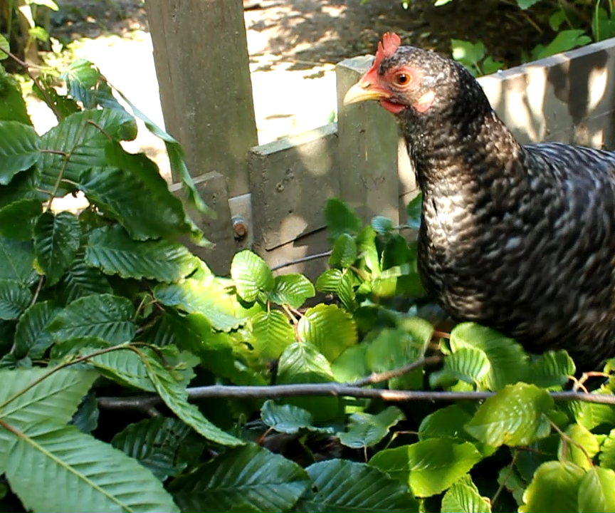 Edible Hedges - Getting the Most Out of Your Plot With Tree Fodder and Tree Hay