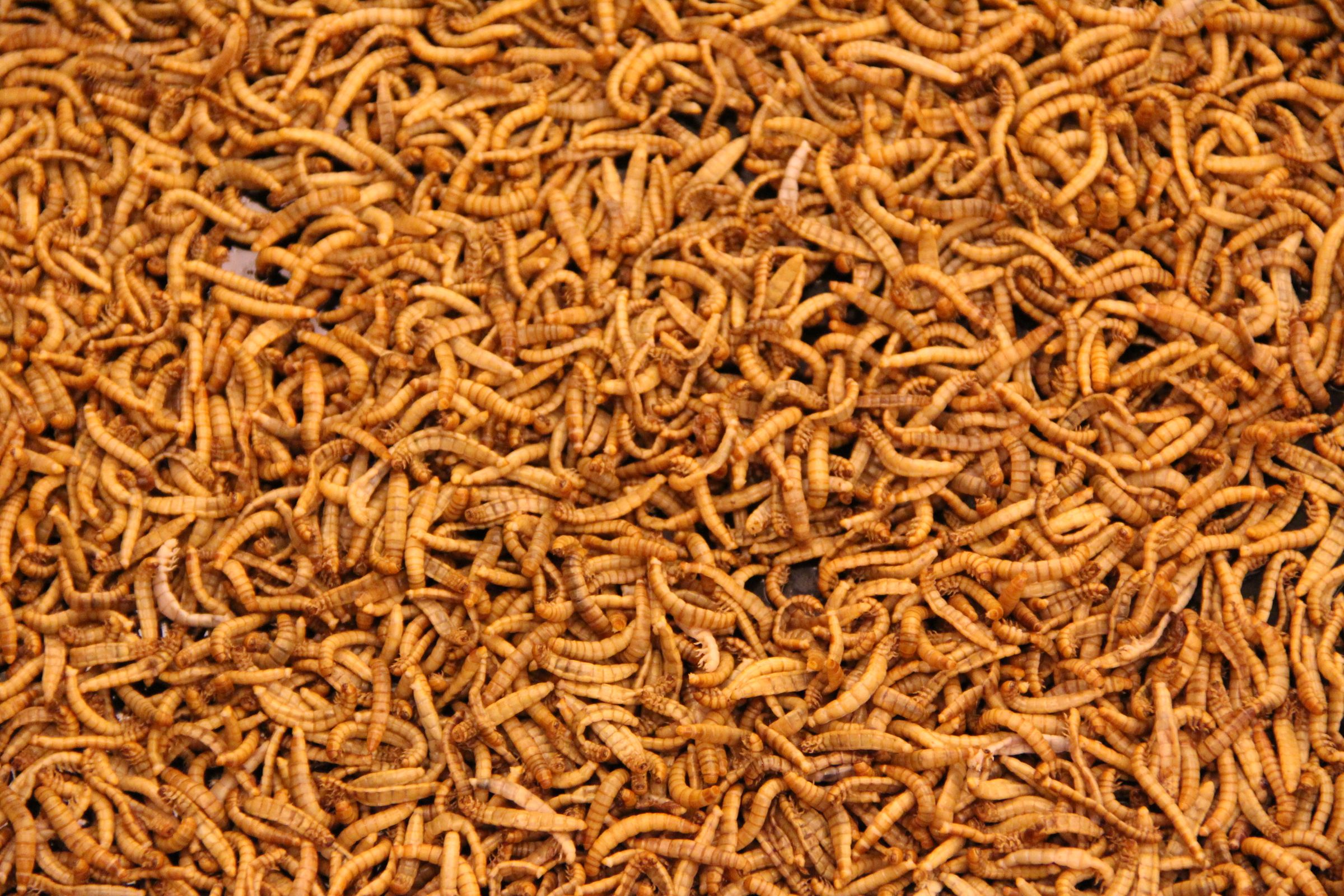 Insects for FoodPrep. 101 11 Steps (with Pictures) Instructables