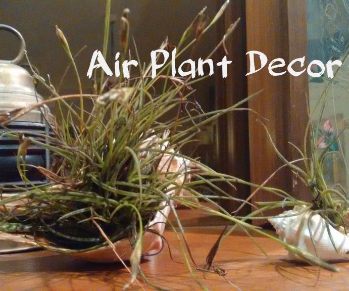 Air Plant Decor