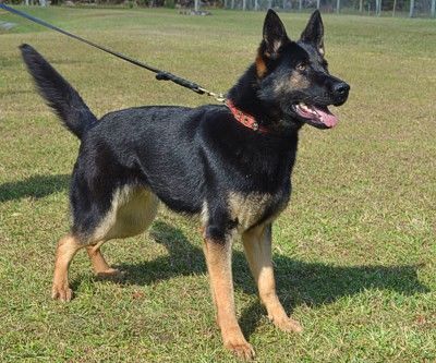 Police K9 for Sale
