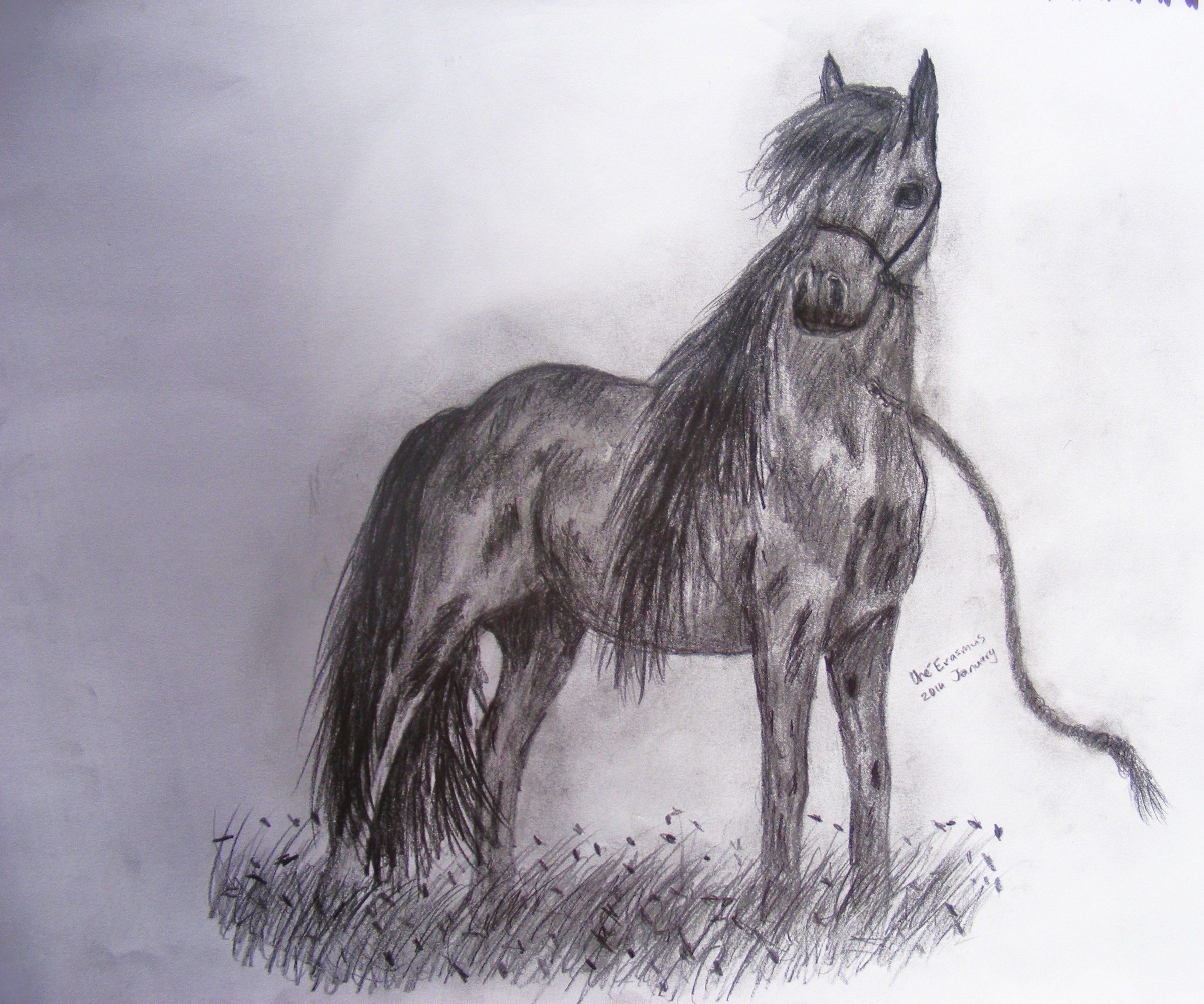 My Horse Drawing