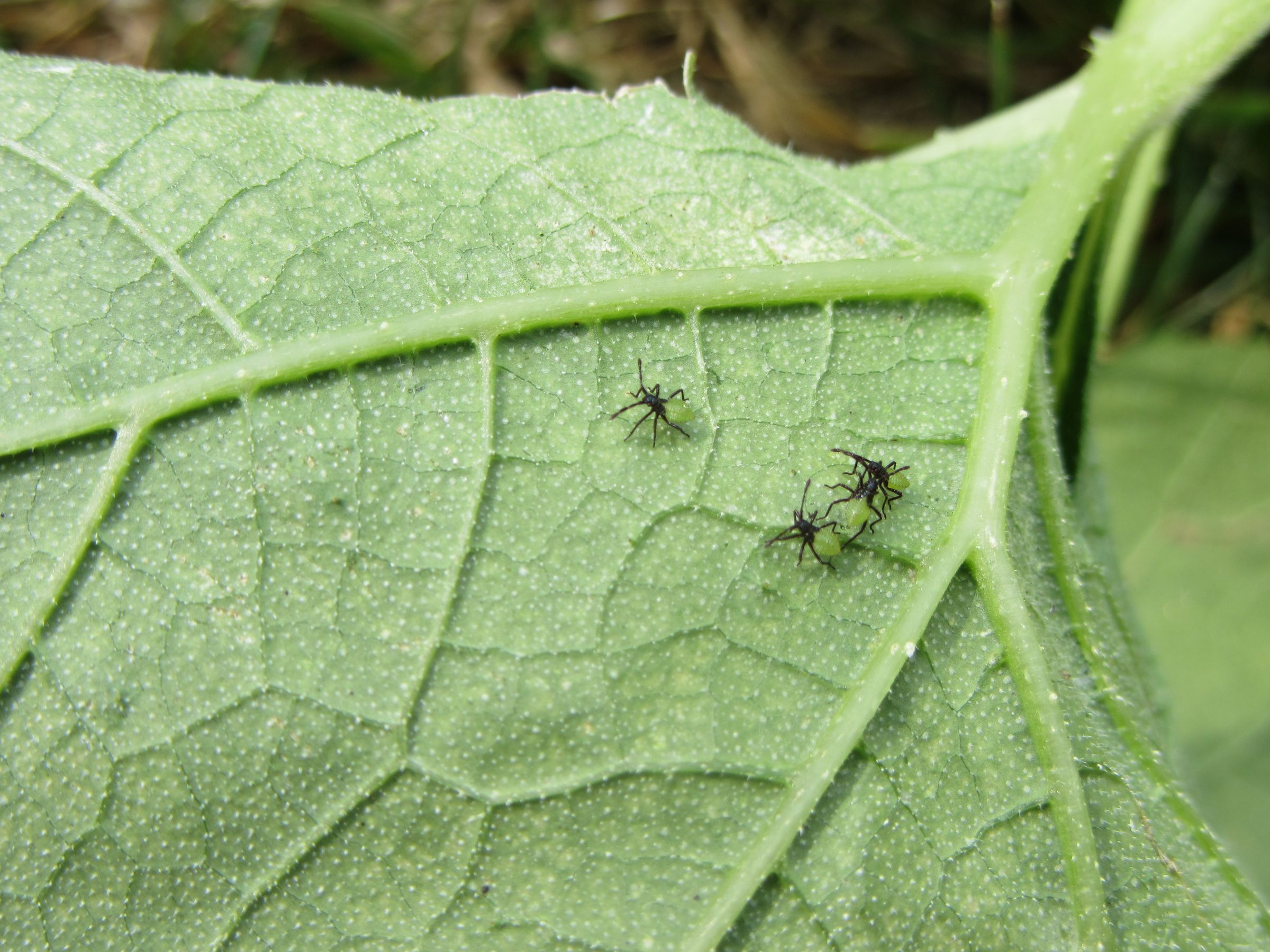 How to Find Squash Bug Eggs on Your Vegetable Plants