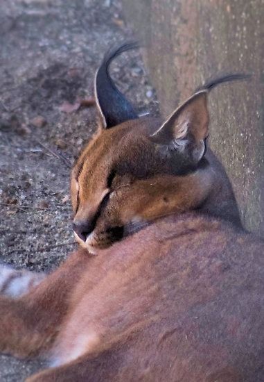 How to Draw a Caracal (laying Down)