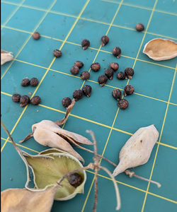Clean Seeds