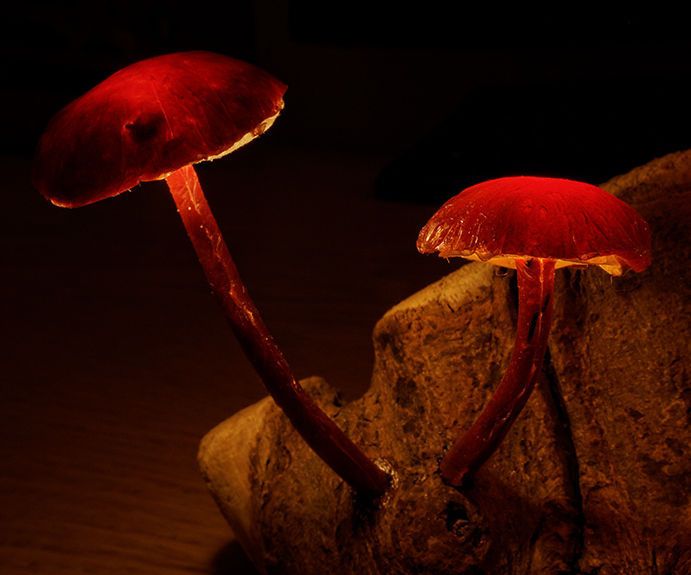 Enchanted Forest Mushroom Lights