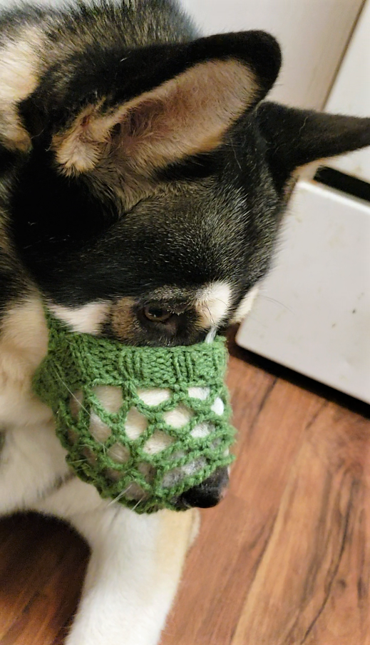 crochet dog muzzle