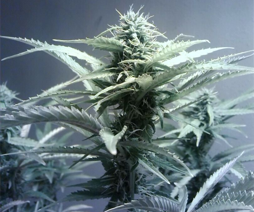 Low Budget Indoor Marijuana Grow