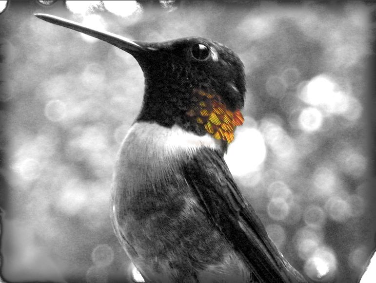 Create a Color Accented Photo in Photoshop