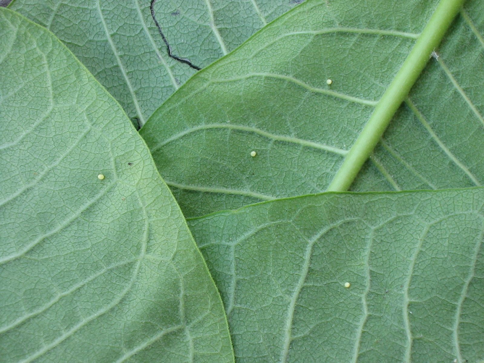Monarch Butterflies Egg to Butterfly 12 Steps (with Pictures