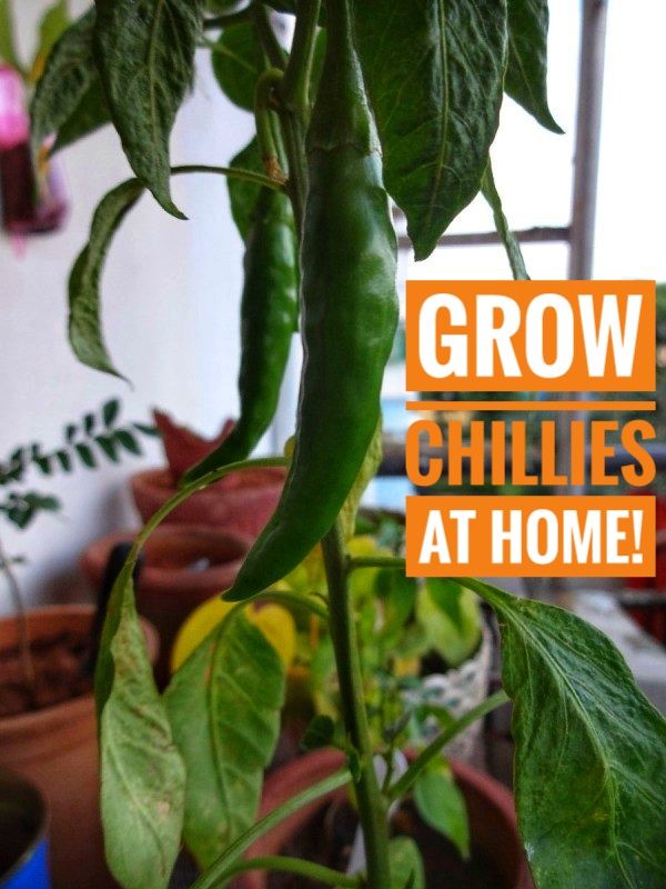 How to Grow CHILLIES at Home! : 4 Steps - Instructables