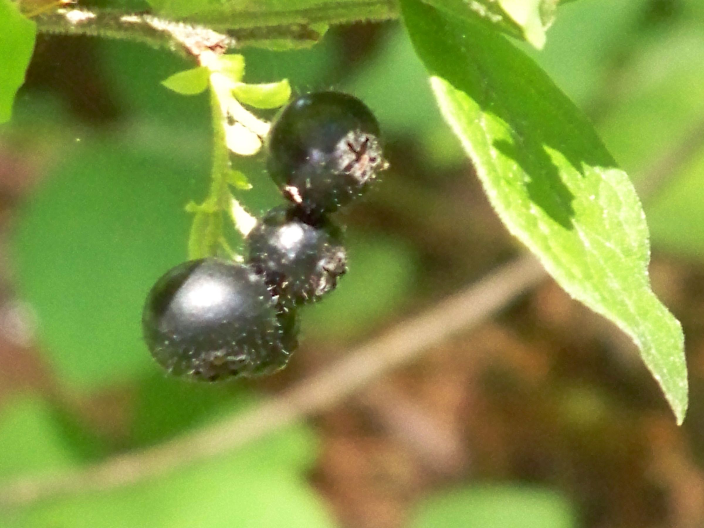 how to identify plants for food,medicine,chemical needs