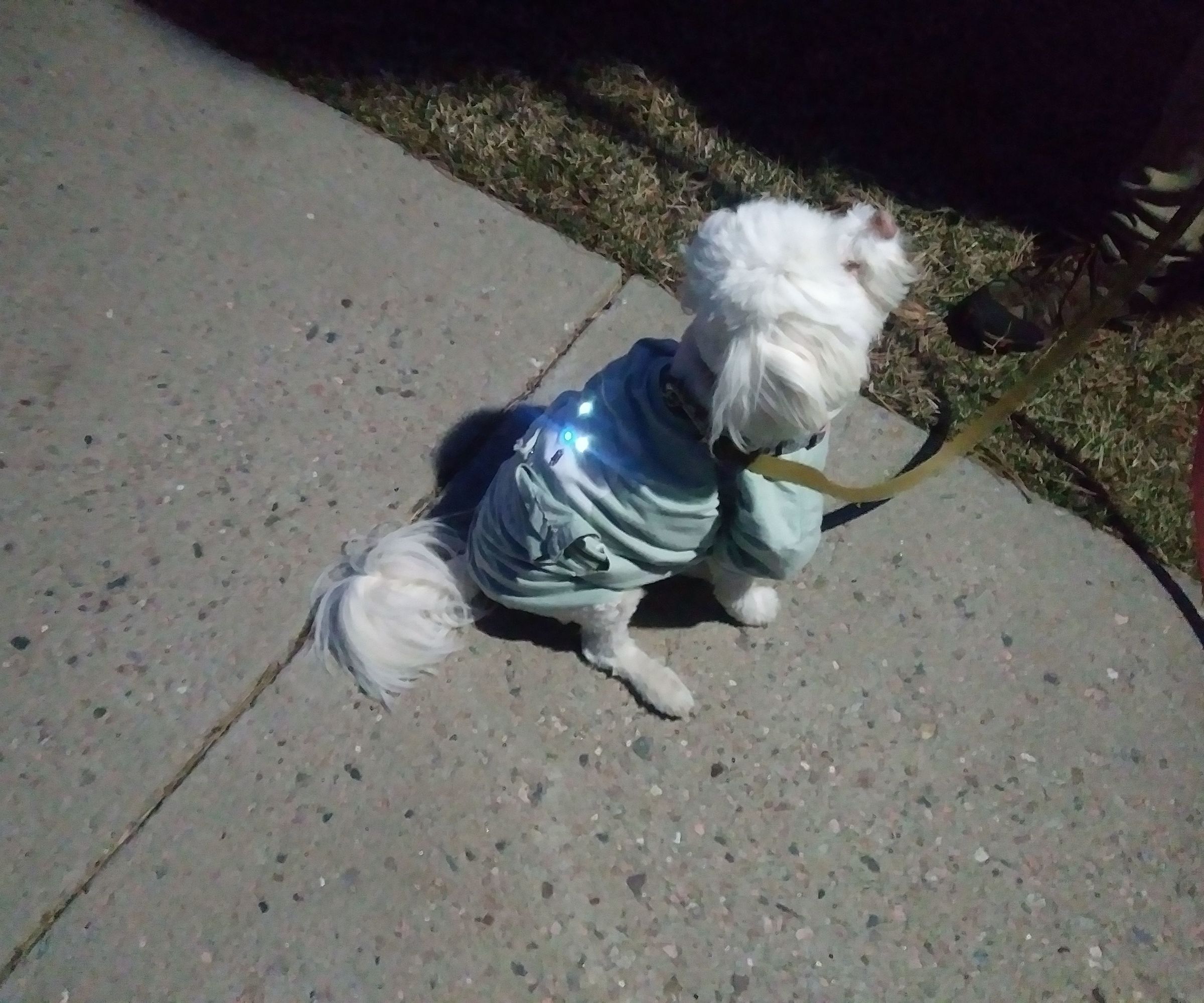 Old T-Shirt Dog Coat