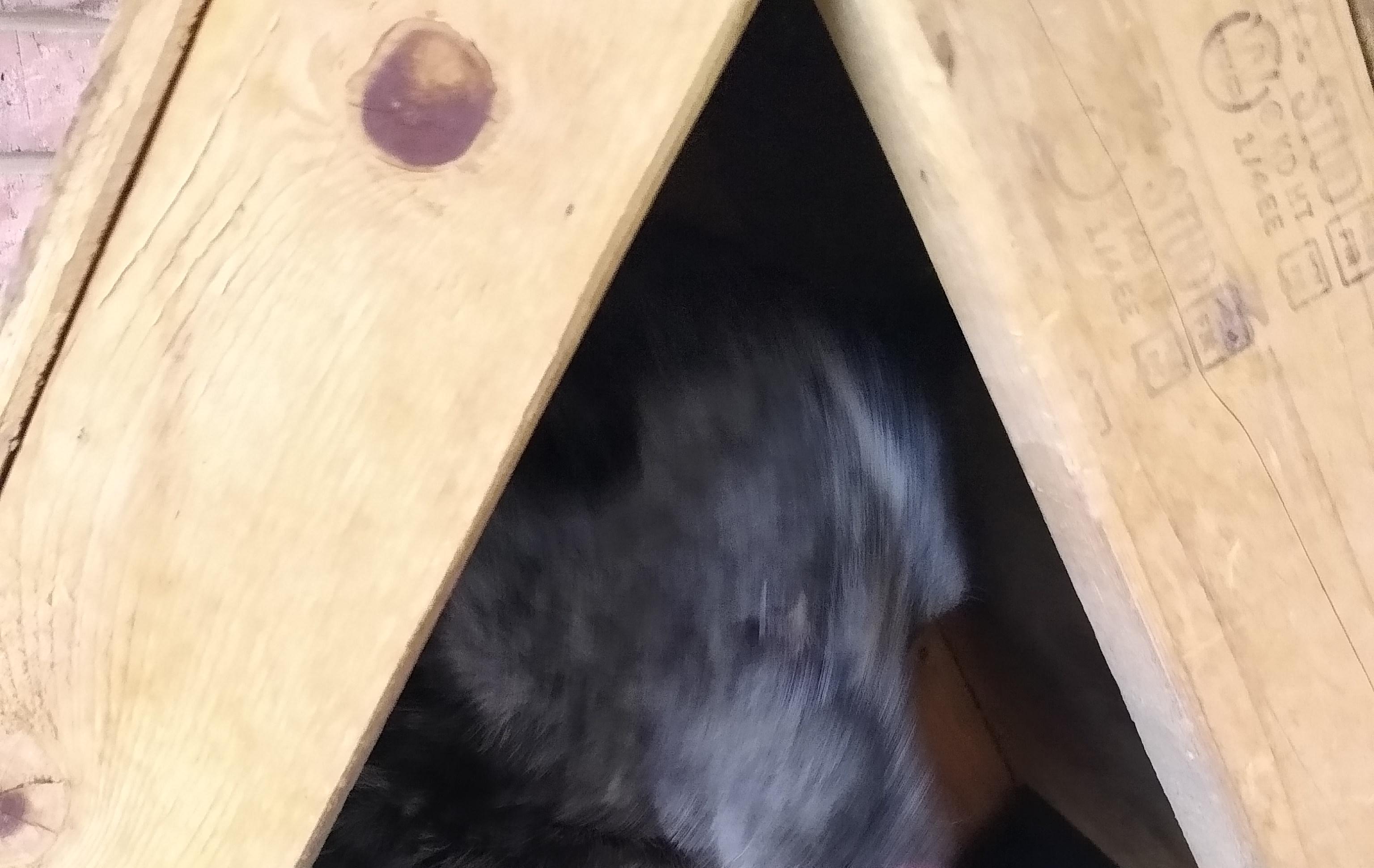 Heated Dog House (medium Size Dog) 