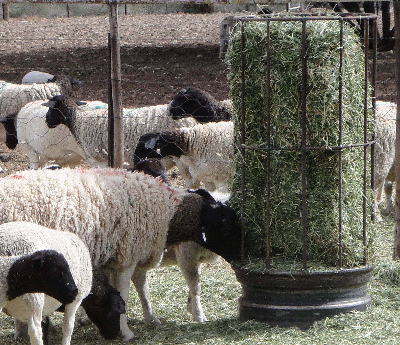 Bale Feeders for stock - Cheap & Quick