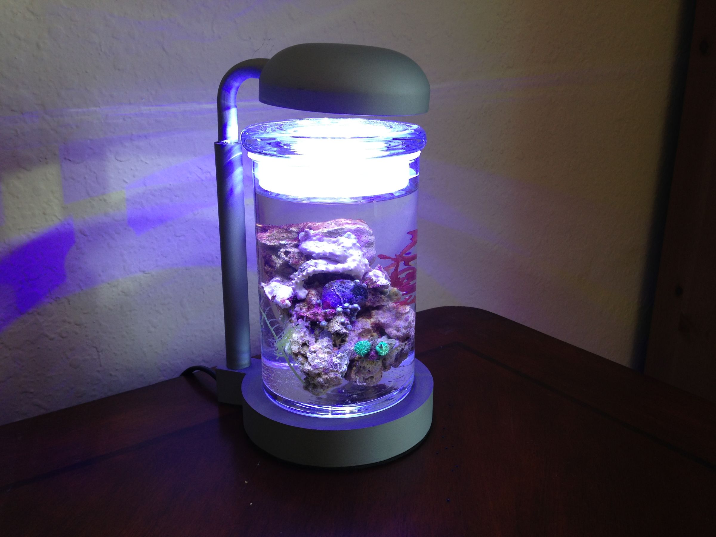 canine cold medicine