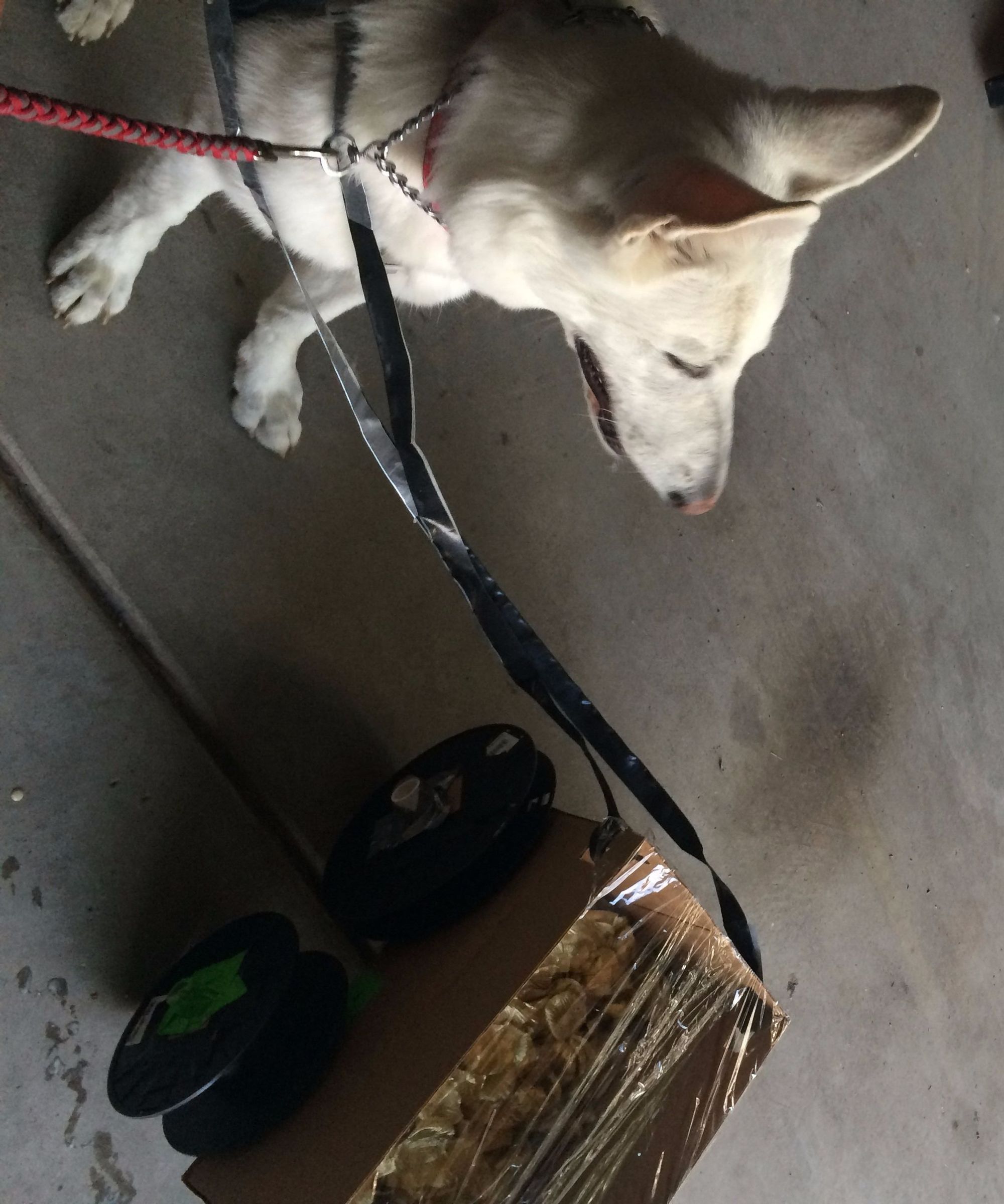 Flower Wagon for Dog