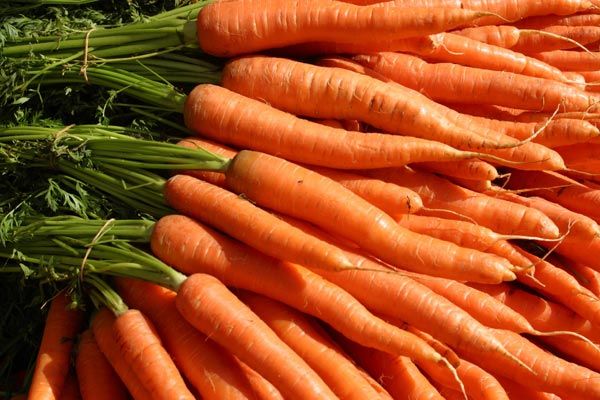 Carrot Piano (A MaKey MaKey Project)
