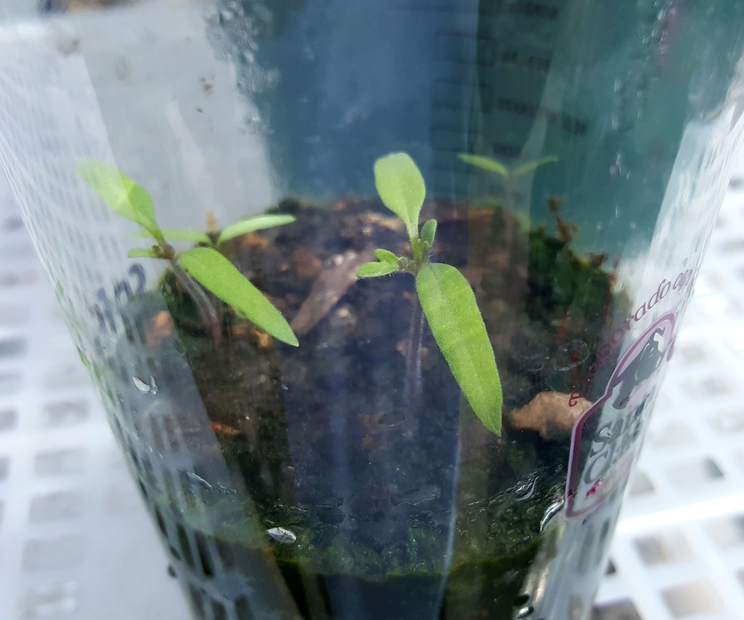 How to Make a Seedbed With Recycled Material