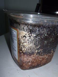 Fruiting Your Cups