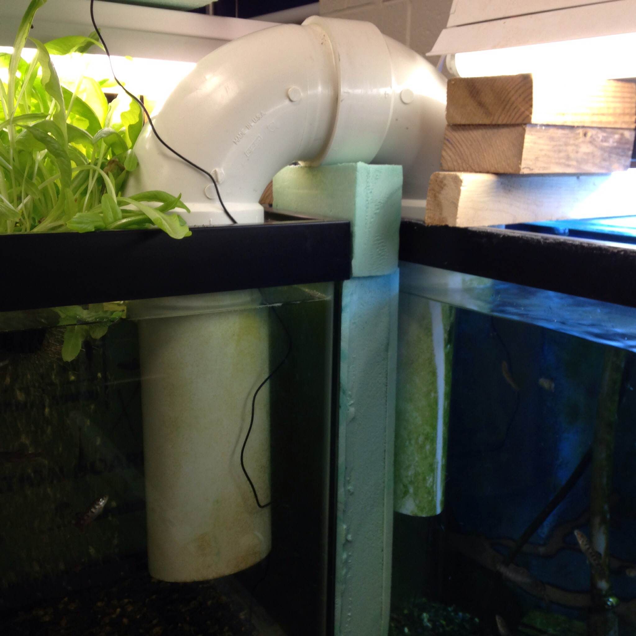 Aquaponics + Trout in the Classroom 4 Steps Instructables