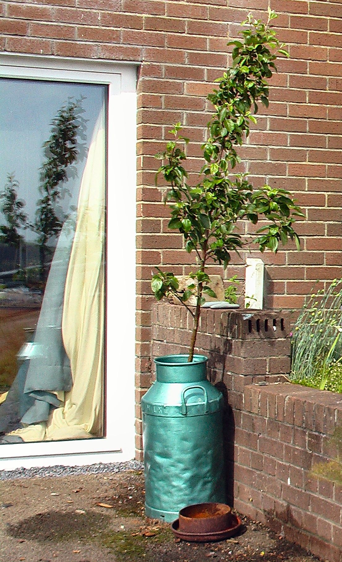 Milk Churn Planter