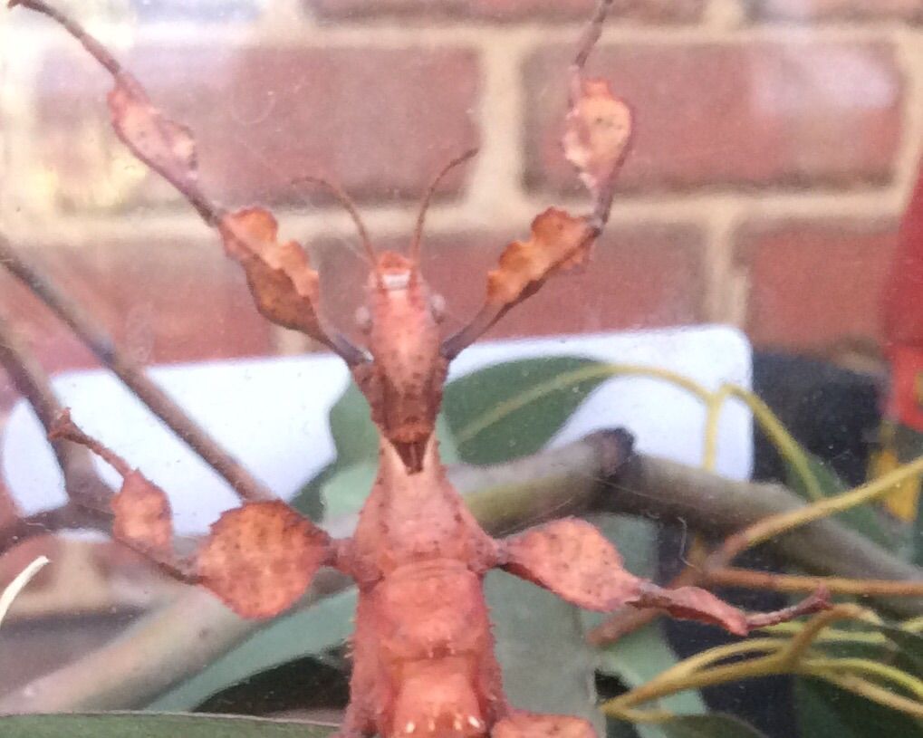 Taking Care of Australian Spiny Leaf Insects