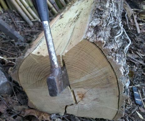 Splitting black locust logs with wedges