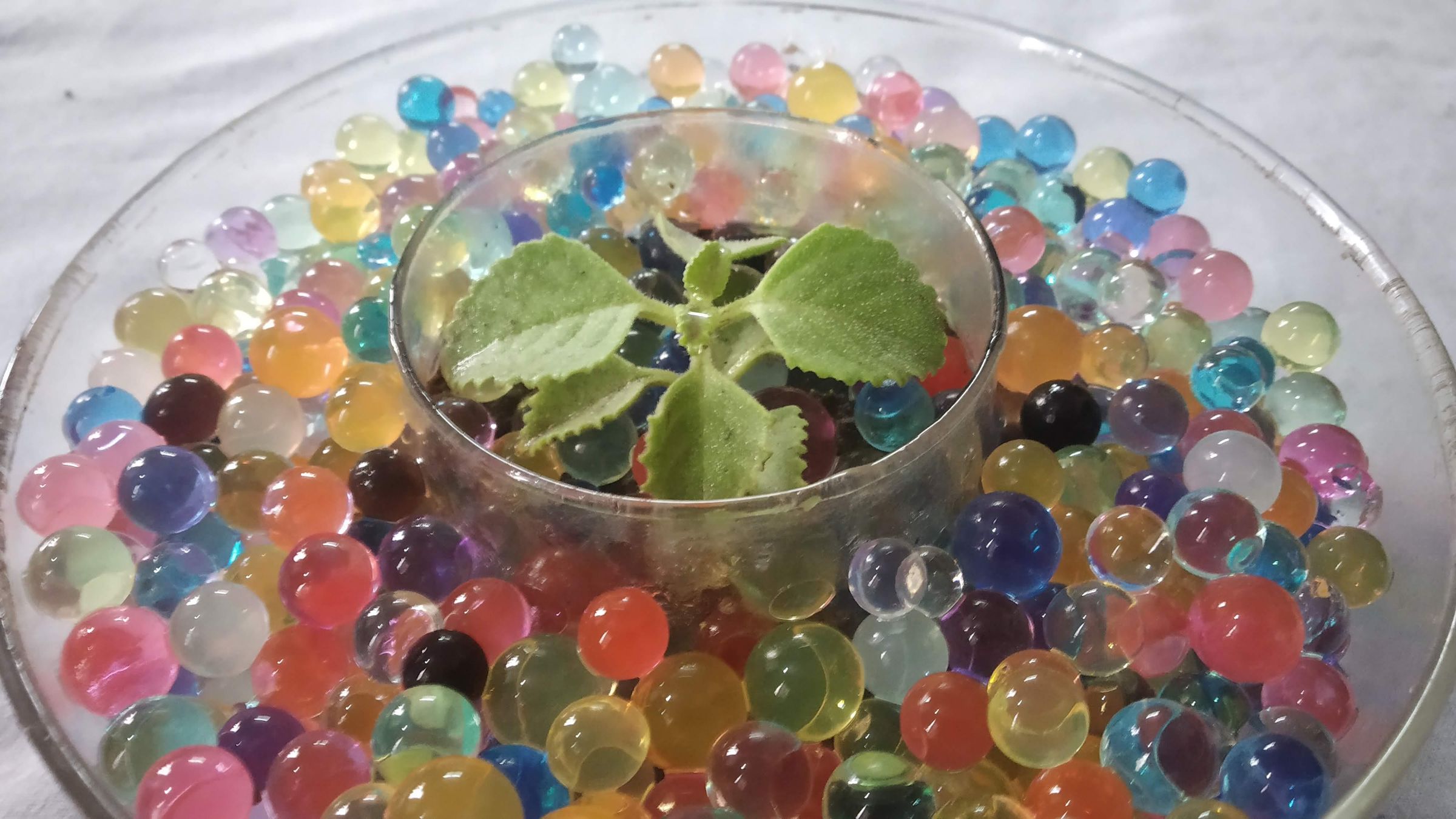Terrarium Home Decor 5 Steps Instructables