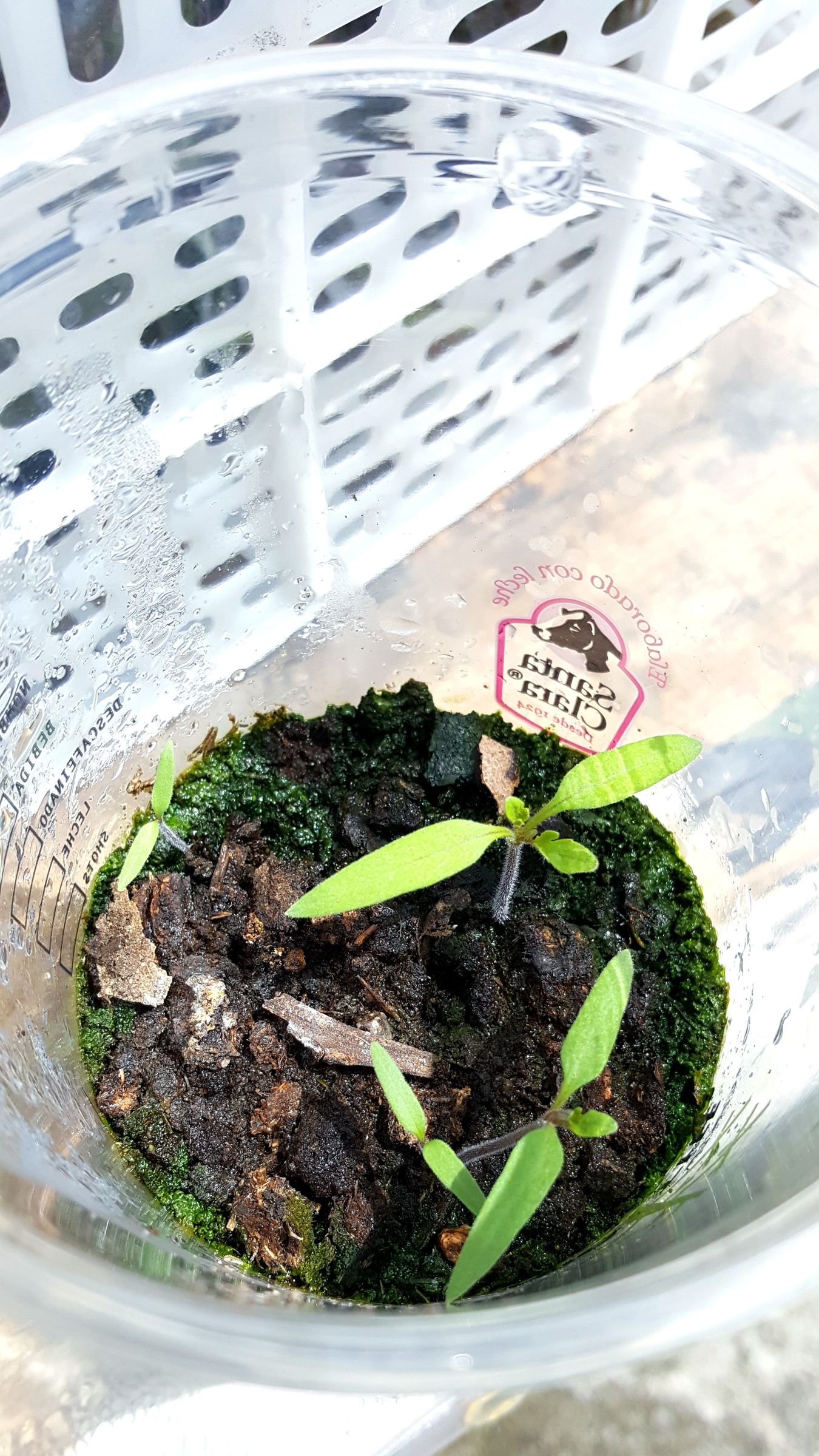 How to Make a Seedbed With Recycled Material 5 Steps (with Pictures