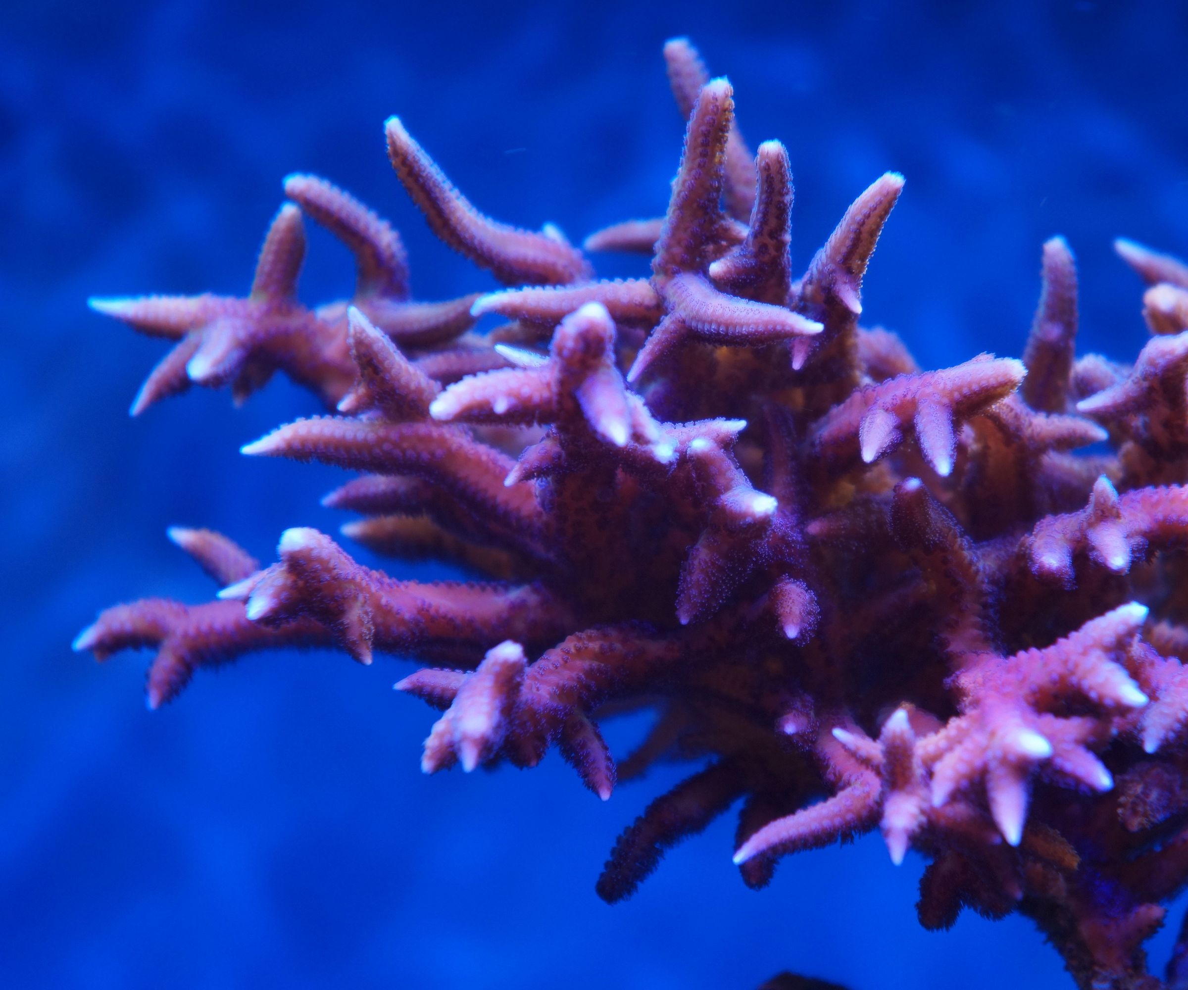 EAL - Arduino Controlled Coral Feeder 